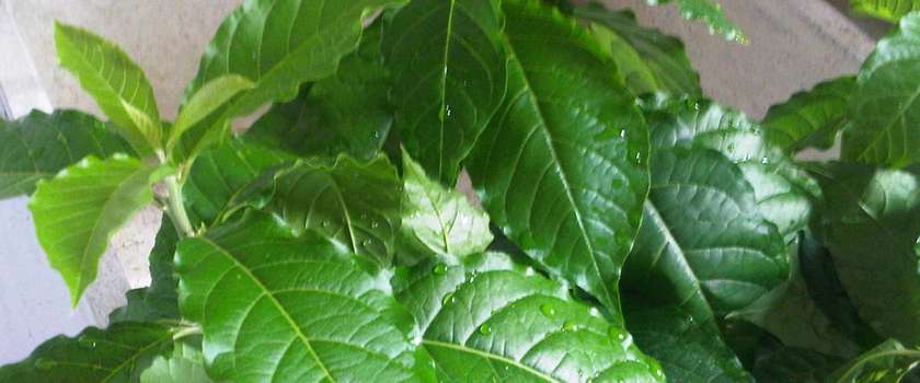 Mucura (Petiveria Alliacea)